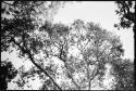 Bats hanging from a treetop