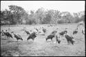 Vultures in a grassy area, with trees in the background