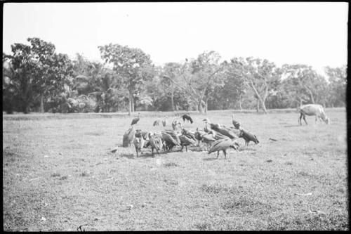 Vultures in a grassy area, with cattle in the background