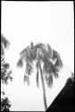 Vulture perched on top of a palm tree