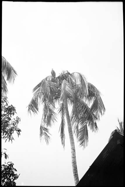 Vulture perched on top of a palm tree