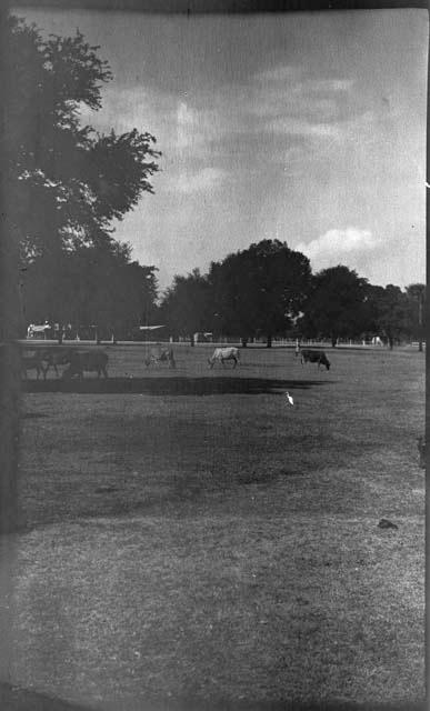 Cattle in a grassy area, with trees in the background