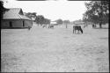 Cattle grazing next to a building