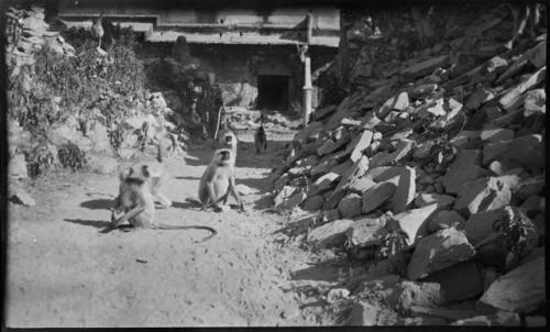 Monkeys next to a pile of rocks, with a buiding in the background