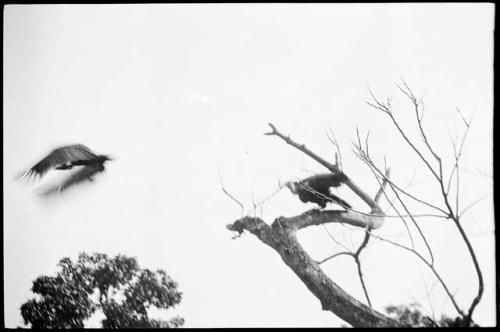 Large bird perched in a tree, with another flying toward it