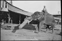 Man riding an elephant, moving a log, with people standing in front of a building in the background