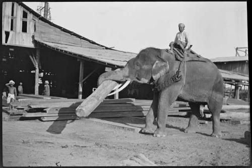 Man riding an elephant, moving a log, with people standing in front of a building in the background