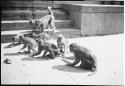 Monkeys on stairs