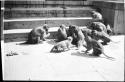 Monkeys in front of stairs