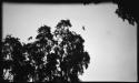 Bats flying over a tree