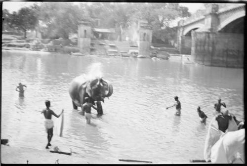 People standing in the water next to an elephant