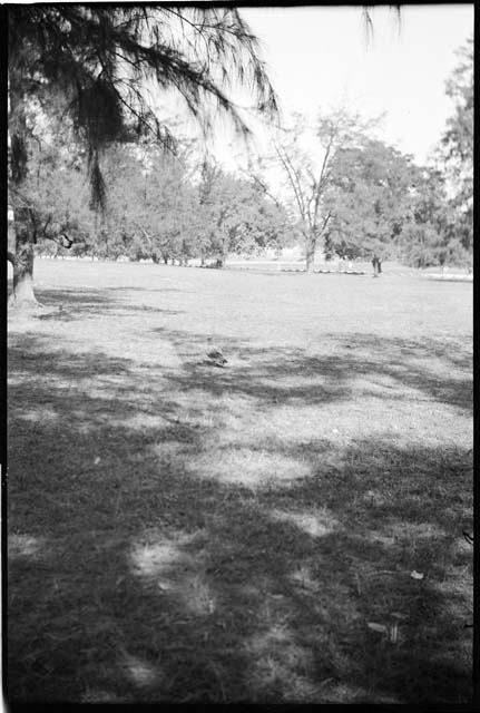 Bird standing in a grassy area, with trees in the background