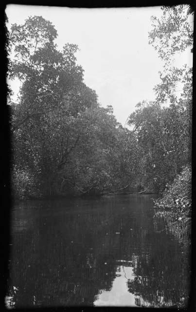 Pond or river, with trees along shore