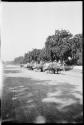 People driving ox carts pulled by zebu down a road