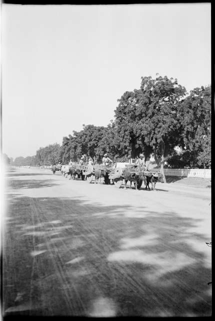 People driving ox carts pulled by zebu down a road