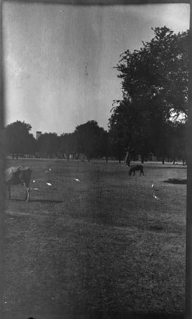 Cattle grazing, with trees in the background