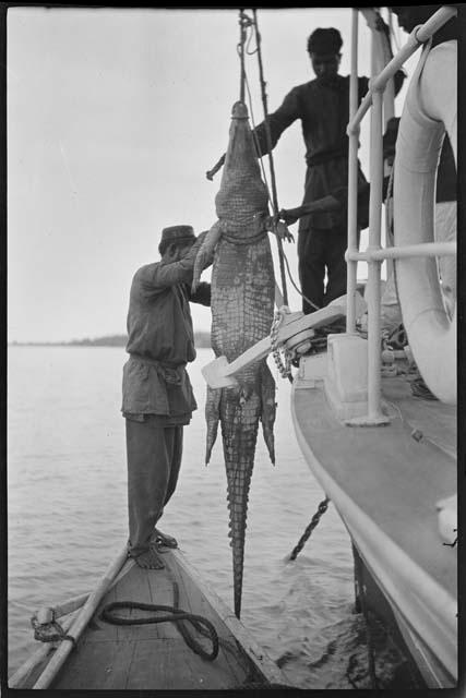 Men hoisting a crocodile up from a small boat onto a larger boat