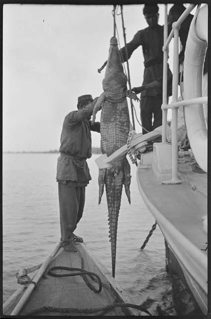 Men hoisting a crocodile up from a small boat onto a larger boat