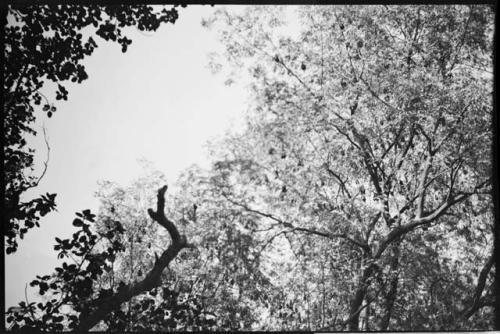 Bats hanging from the top of a tree