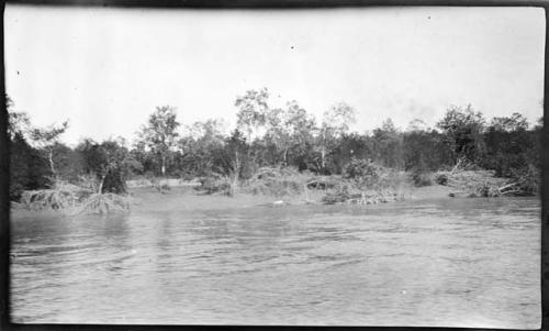 Trees along shoreline