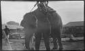 Person riding an elephant, with logs and a large building in the background