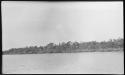 Trees along shoreline