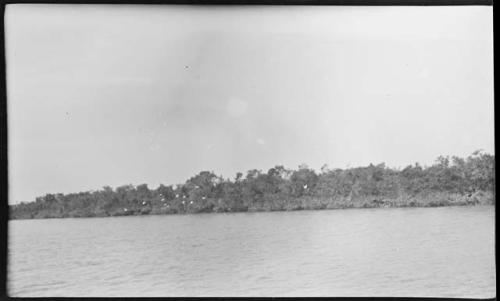 Trees along shoreline