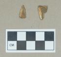 Organic, faunal remain,  tooth fragments