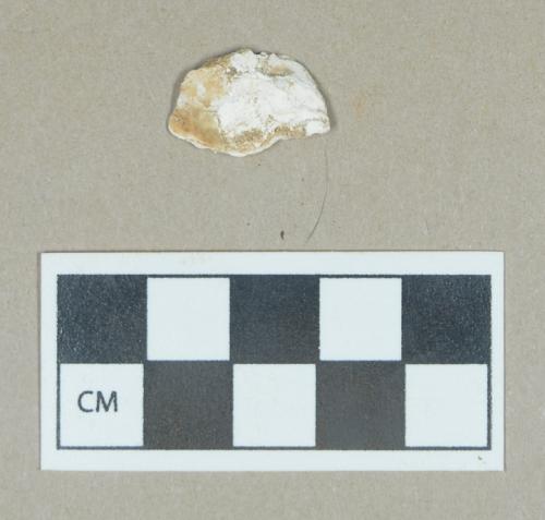 Organic, faunal remain, shell fragment