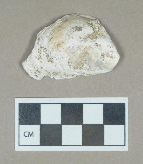 Organic, faunal remain, shell fragment