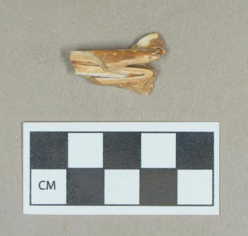 Organic, faunal remain, tooth fragment