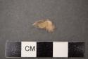 Sample tuft of fur removed from fur with mummy of child 39-110-10/N3533.1