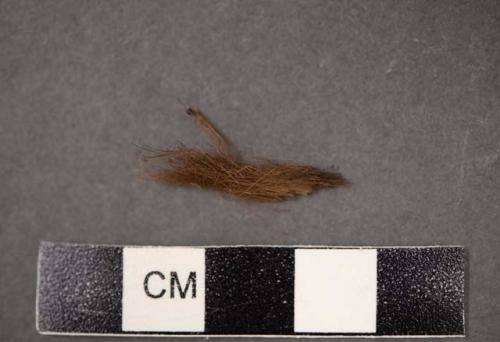 Tuft of fur, sample removed from robe 39-110-10/N3537.1 for analysis