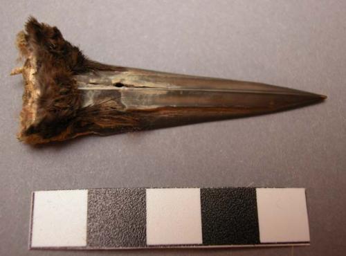 Bird beak (crow?)