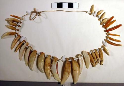 Necklace of teeth and glass beads