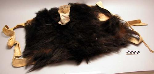 Shaman's medicine shield, black bear skin. Straps of buckskin.