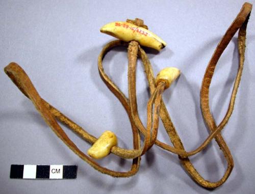 Belt of seal skin & whale's teeth for use in kayak--part of contents of bag 6228