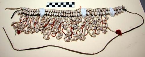 Olivella shell belt or necklace