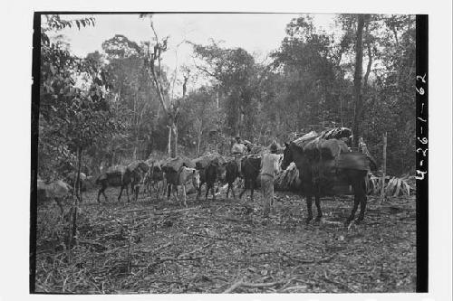 Men and pack mules leaving
