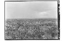 View from bush over temple