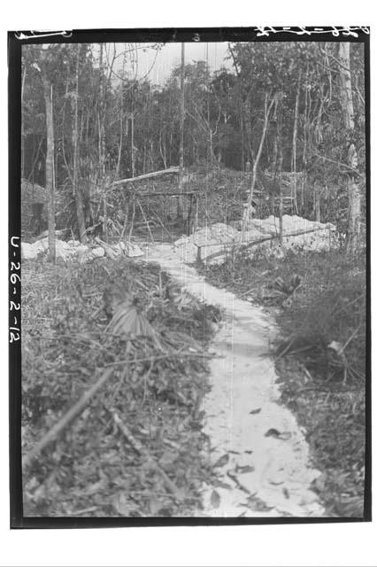 View of well from mahogony log