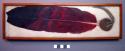 Large feather - dyed red, part of a headdress.