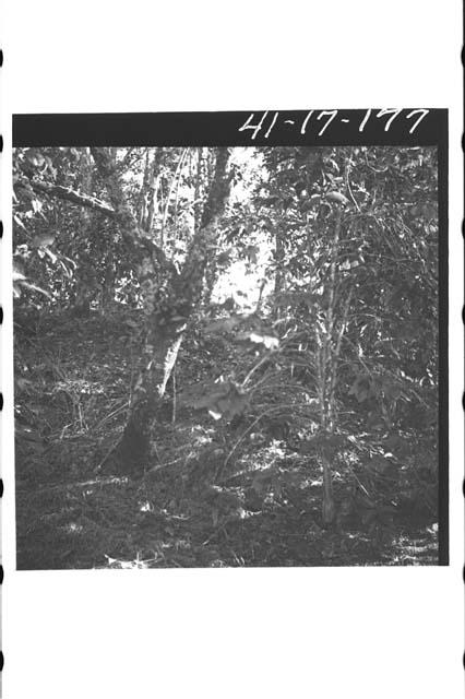 Earth mound on summit of Cerro Cacaguatique