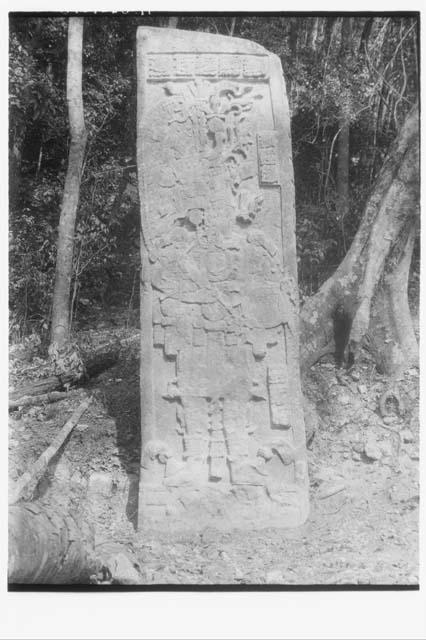 Stela 52 - front