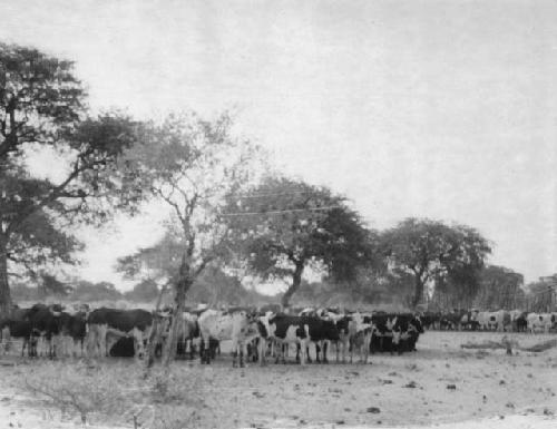 Utukili's cattle