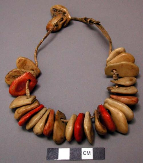 Flathead necklace consisting of 25 "elk's teeth", mostly imitation.