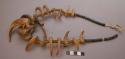 Teton Sioux necklace. Bear and cougar claws strung on leather thong. 2 yellow tr