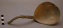 Mountain sheep horn ladle