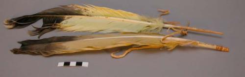 Eagle feathers from Crow horse stealing medicine.