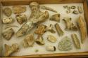 Faunal bones, faunal teeth, fragment of cluster of fossilized shells.